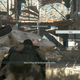 Image for article titled Metal Gear Solid V Dogs Are Useful And Hilarious